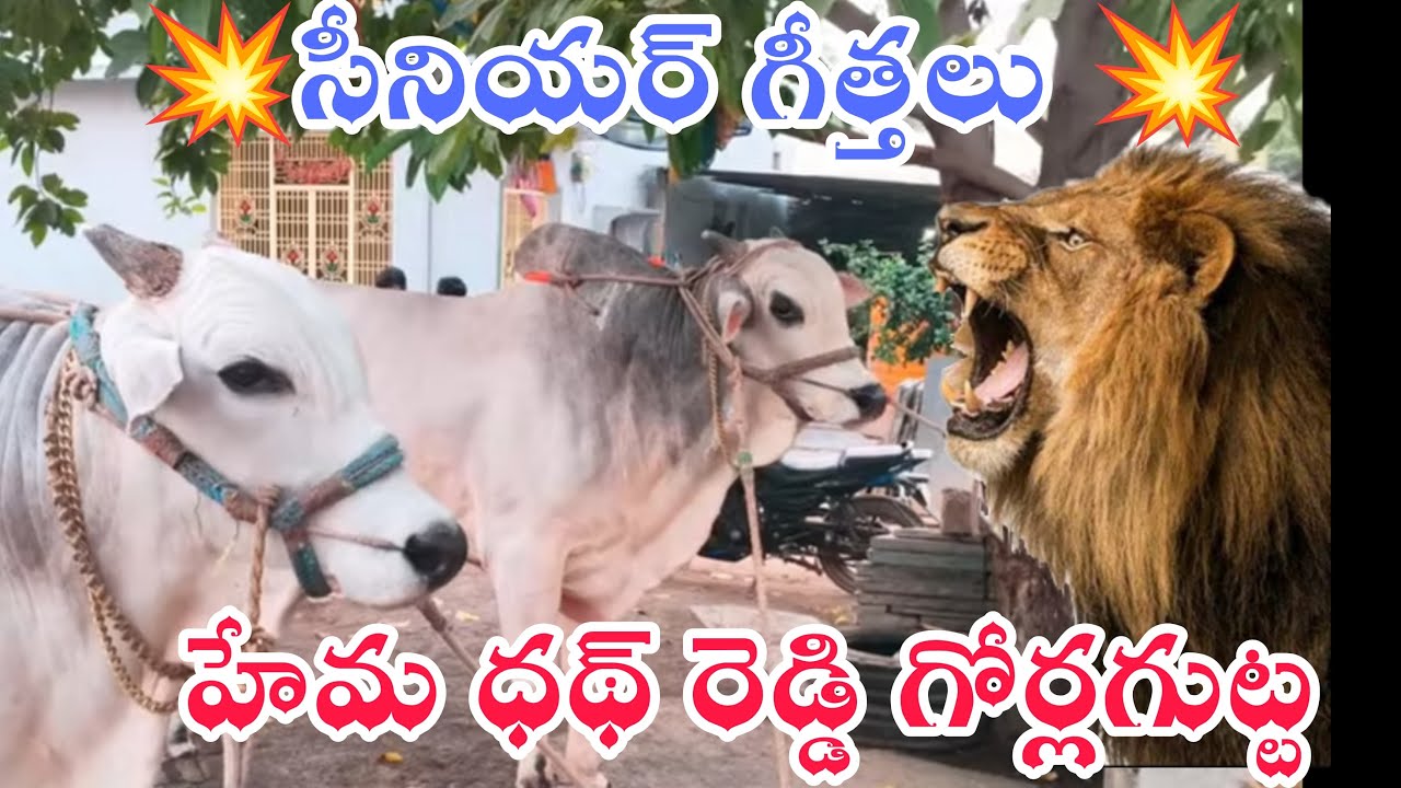 🦁ఐజసీనియర్ విభాగం2 వా జాత ఇంద్రసేనారెడ్డి హేమనాథ్ రెడ్డి కర్ణ అర్జున్ బుల్స్