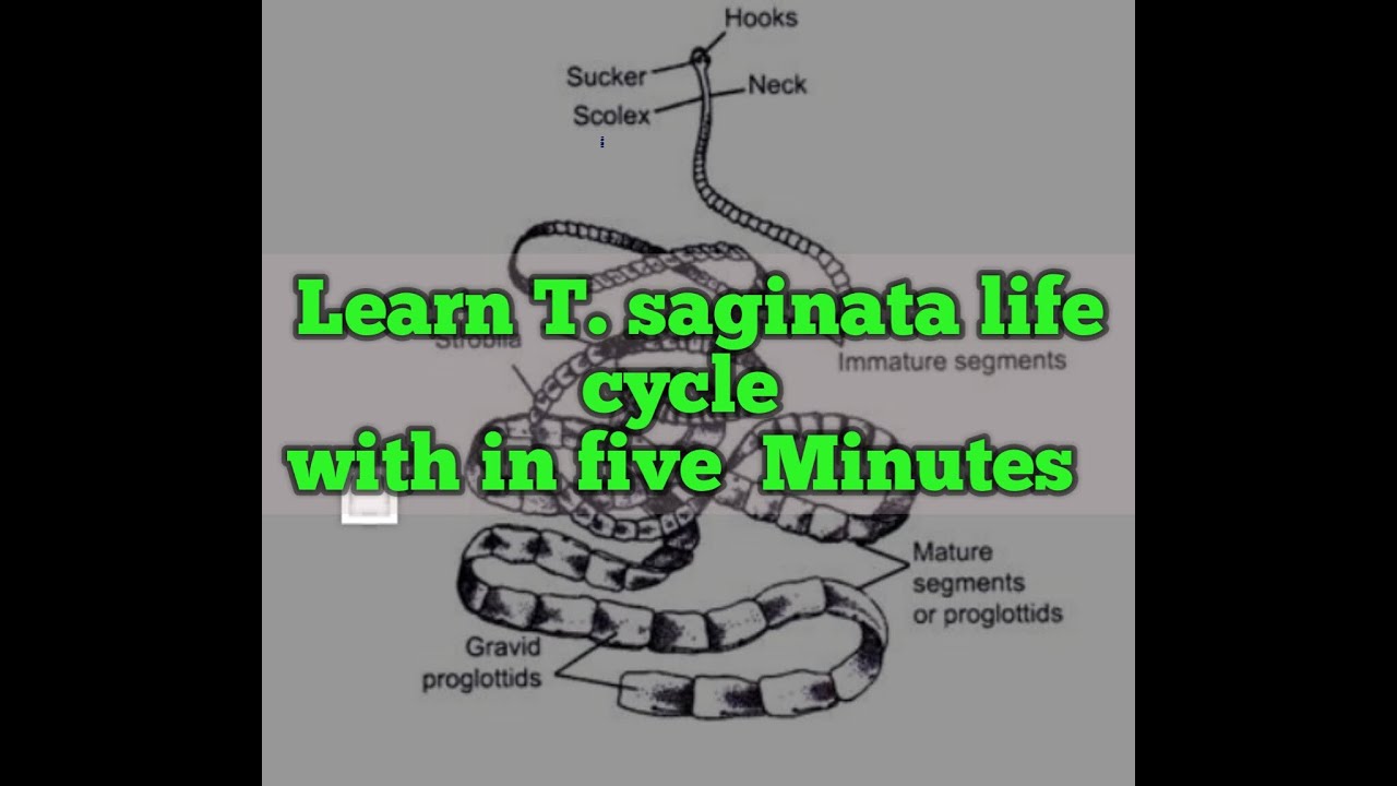 #parasitology Taenia saginata(Beef tape worm)Morphology & life cycle