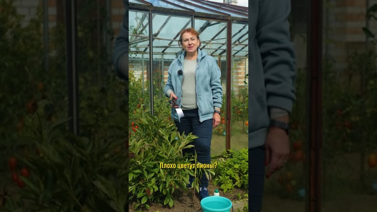 Плохо цветут пионы? Всё из за неправильной обрезки! Что делать с пионами в сентябре