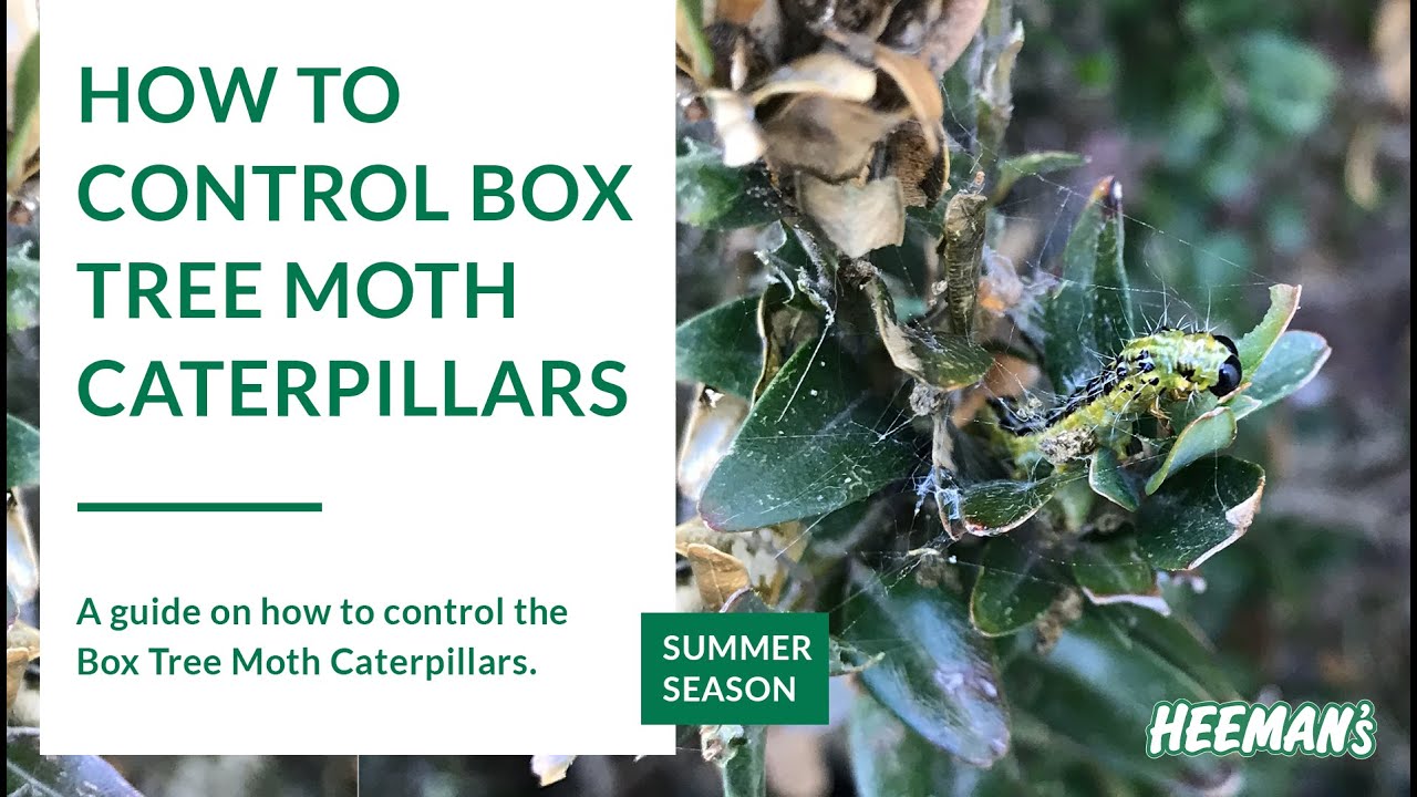 Controlling Box Tree Moth Caterpillars