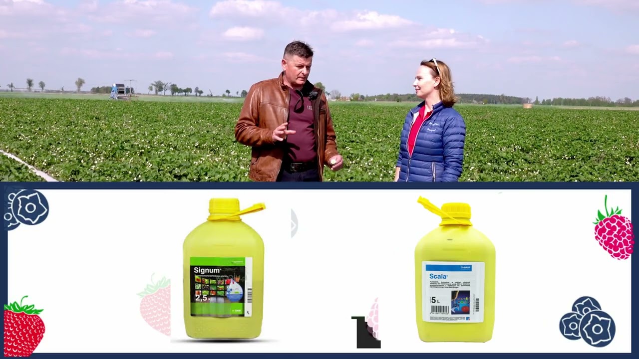 Ochrona truskawek w czasie kwitnienia, preparatami chemicznymi i biologicznymi przed szarą pleśnią.