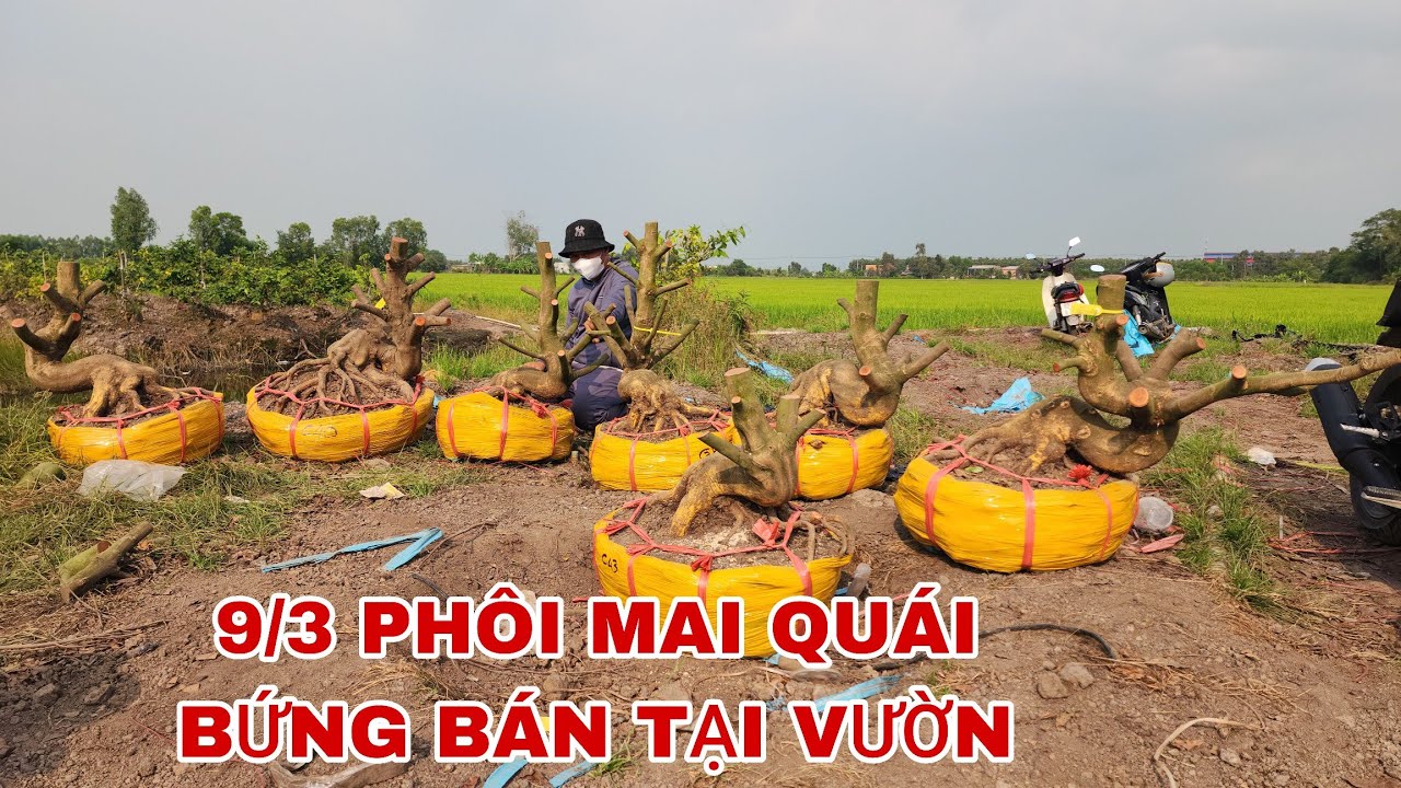 9/3 PHÔI MAI QUÁI BỨNG BÁN TẠI VƯỜN GIÁ RẺ TẬN GỐC ☎0907813169