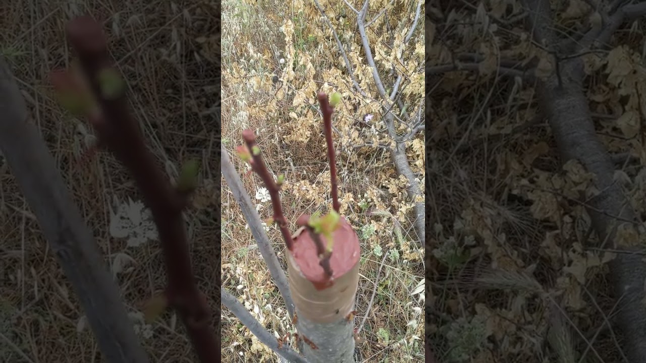 επιτυχημενος εμβολιασμός, με καλέμια βερικοκιάς, σε υποκείμενο Αμυγδαλιάς...