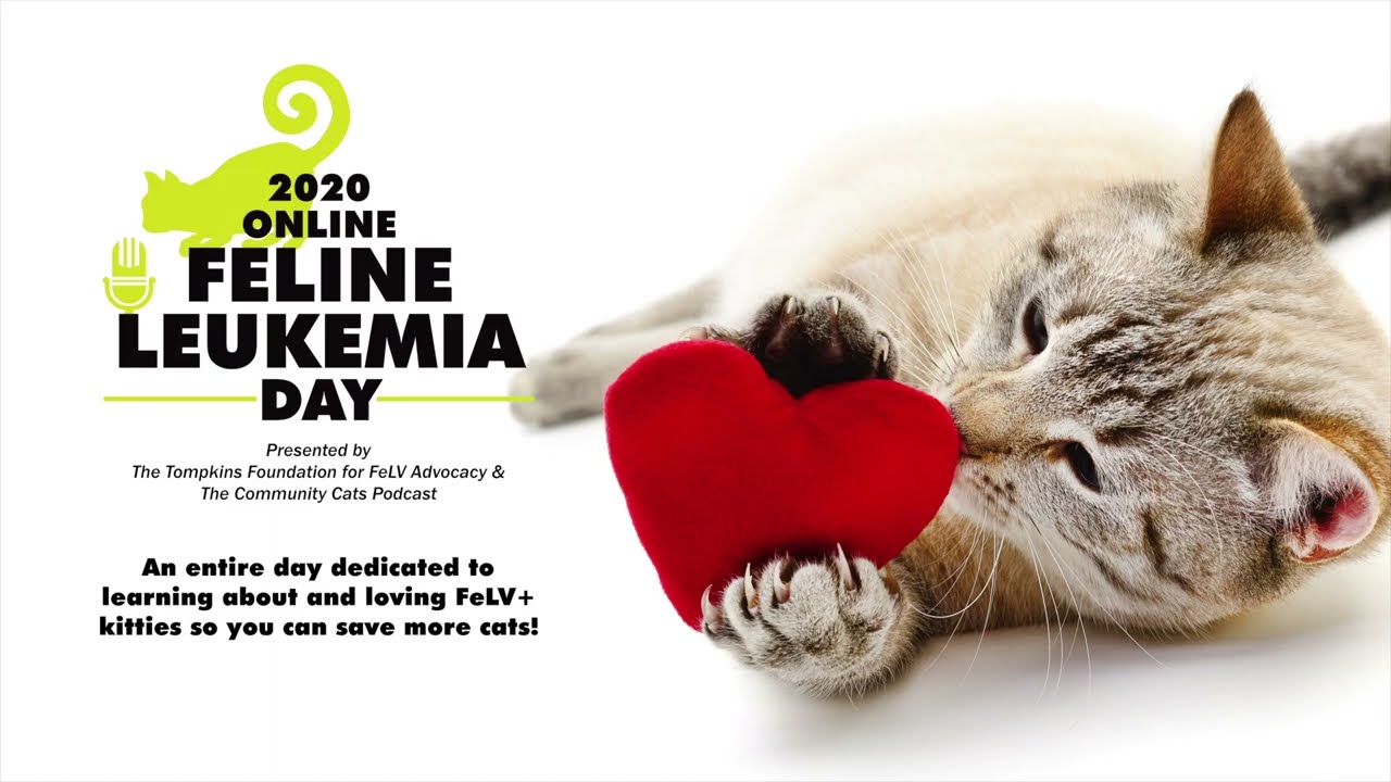 New AAFP FeLV/FIV Guidelines: 5 Critical Takeaways for Animal Shelters | Dr. Julie Levy | 2020 FeLV