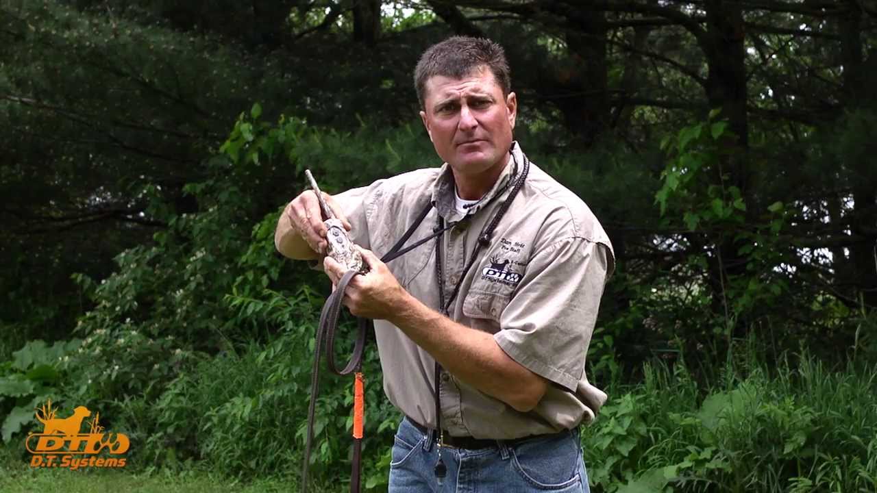 E-Collar Introduction - How to Introduce your Dog to an E Collar - DT Systems Dog Training Video 12