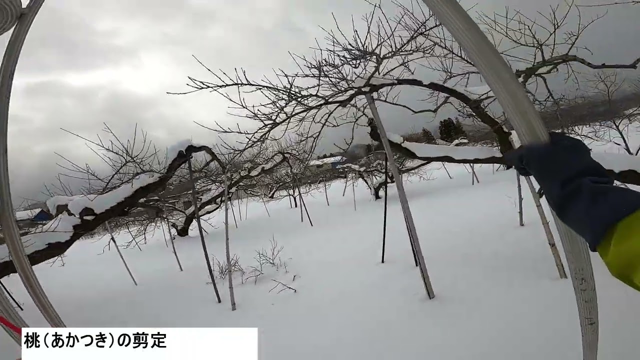 2026年1月26日雪下ろし、桃の剪定
