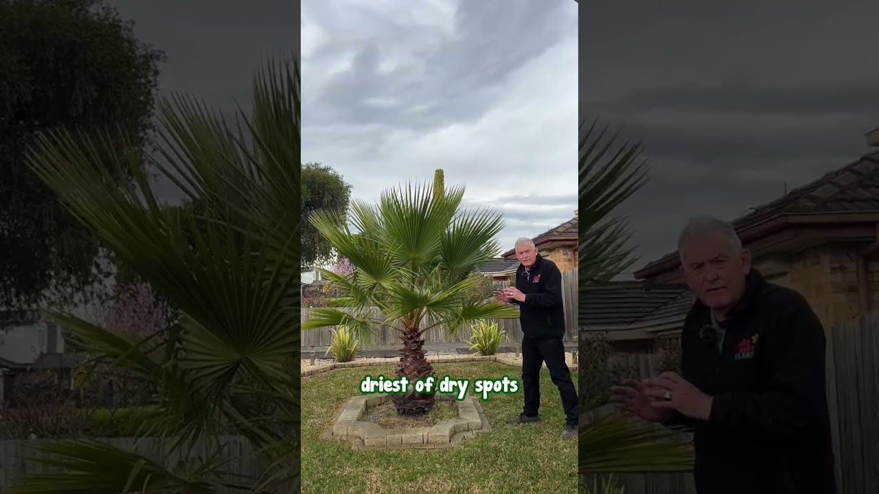 We Found the Best Outdoor Palm For Victoria - Mexican Cotton.