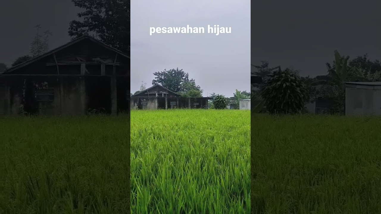 Pesawahan hijau #mainbarengasna #vlog #vlogs #youtube #youtuber #viral