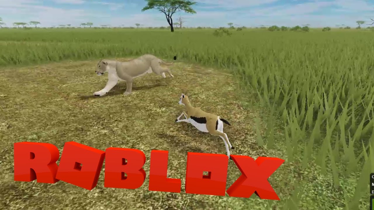 Lions are TERRIFYING - Roblox; Wild Savannah