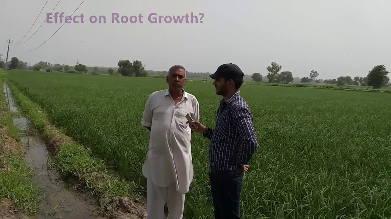 Ralligold review by a farmer   Rallis PGN   Rallis products on Paddy