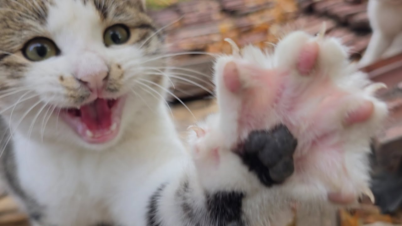 Every Street Cat Dreams of Meeting This Man 😻🐾 The Moment They See Him, They Dance & Meow