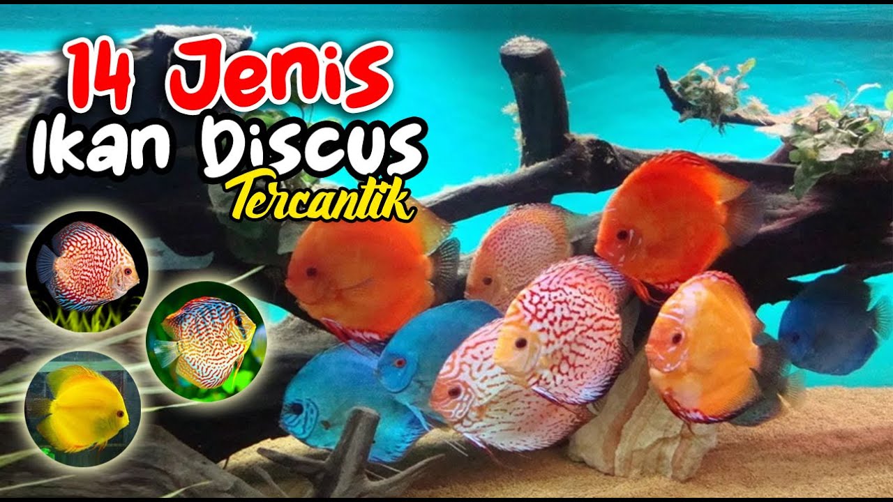 14 Jenis Ikan Discus Tercantik dan Terpopuler 2022