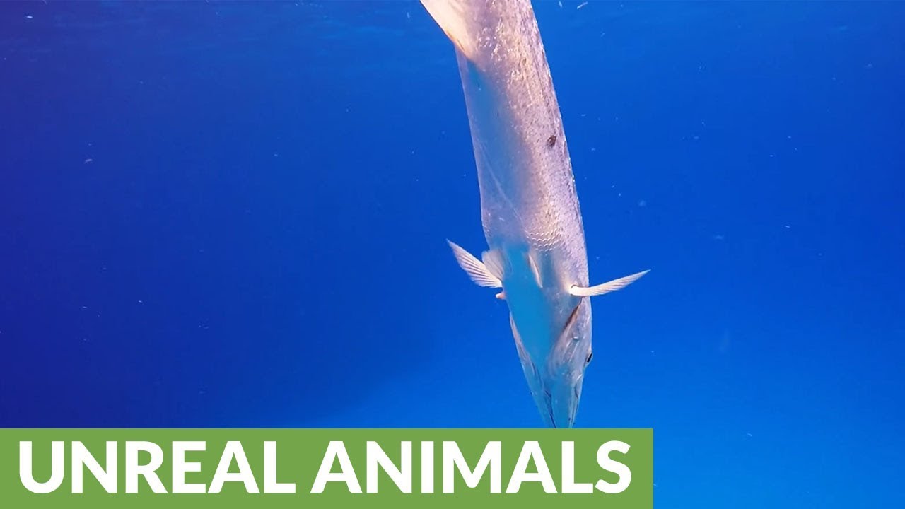Giant barracuda attacks with torpedo like speed