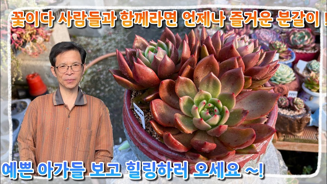 꽃이다 농장 사람들고 함꼐라면 언제나 즐거운 분갈이 ! 예쁘고 고운 아가들 보고 힐링하러 오세요  ~!