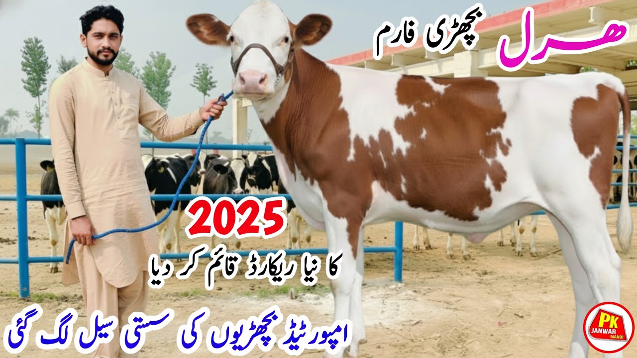 Haral Bachri Farm | Imported Red Friesian Heifers | Best Farm in Sargodha | Top Quality Heifers 2025