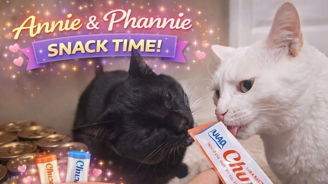 Cats Eating Churu Treat 🐱 | Cute Cat Snack Time | Annie & Phannie