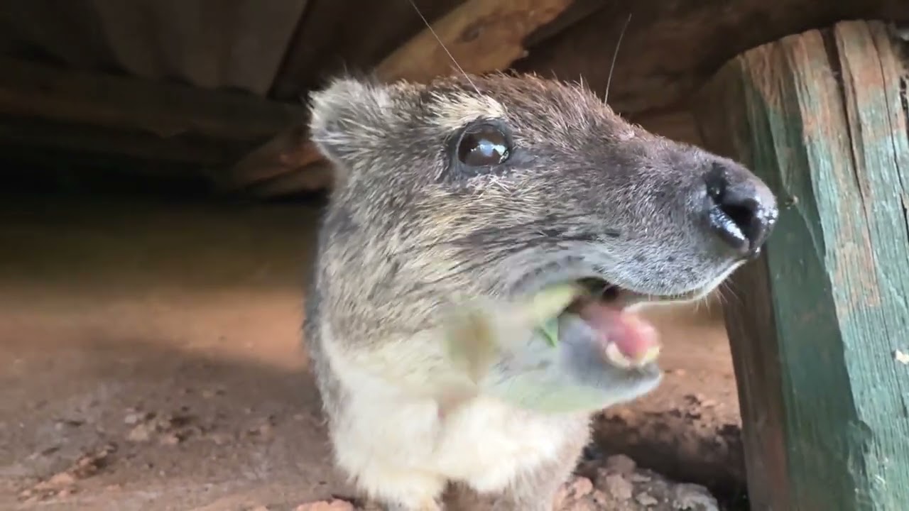 Rare Close-up Hyrax Noises +Feeding, Petting a Nursing Hyrax - I'm amazed ANY of this happened!