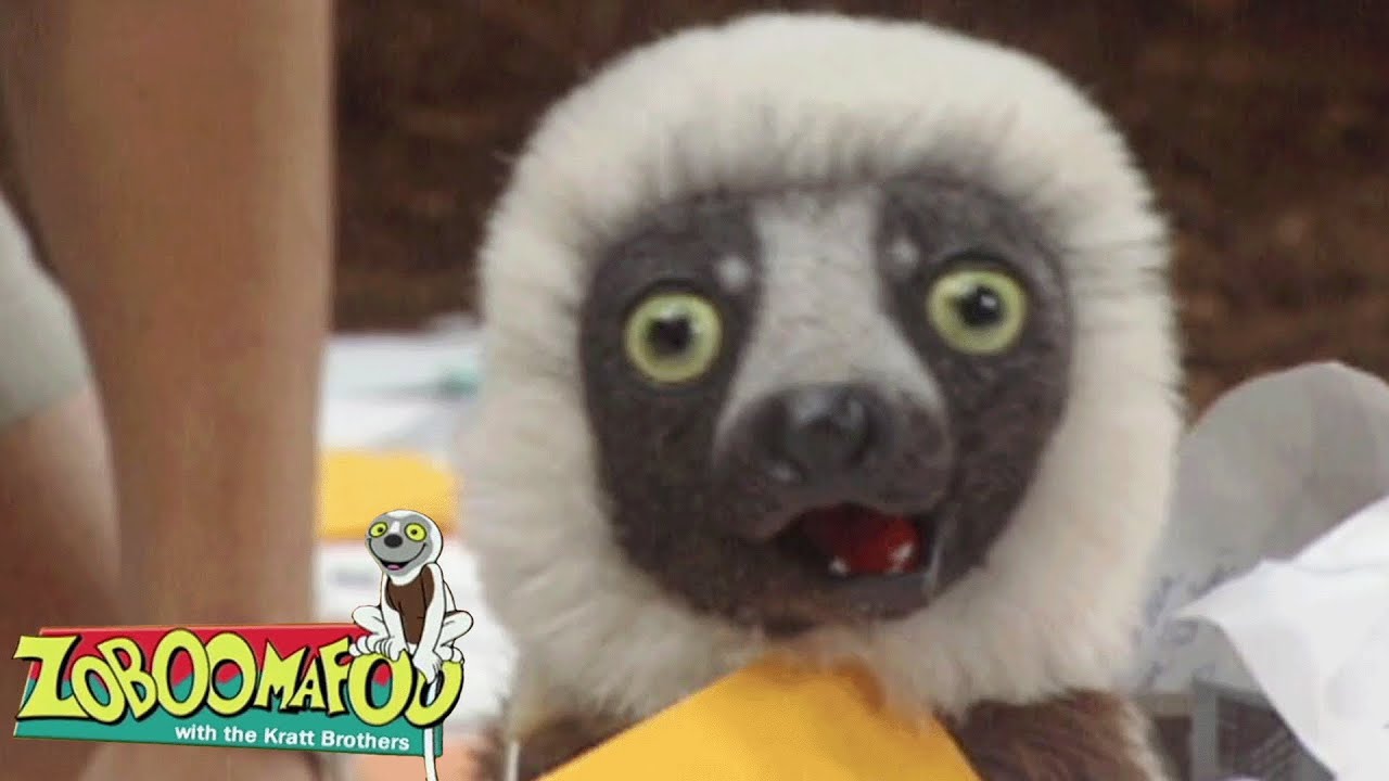 How Animals Talk | Zoboomafoo - WildBrain | Full Episode Compilation