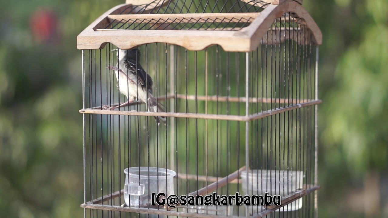 Ciblek kebon gacor variasi