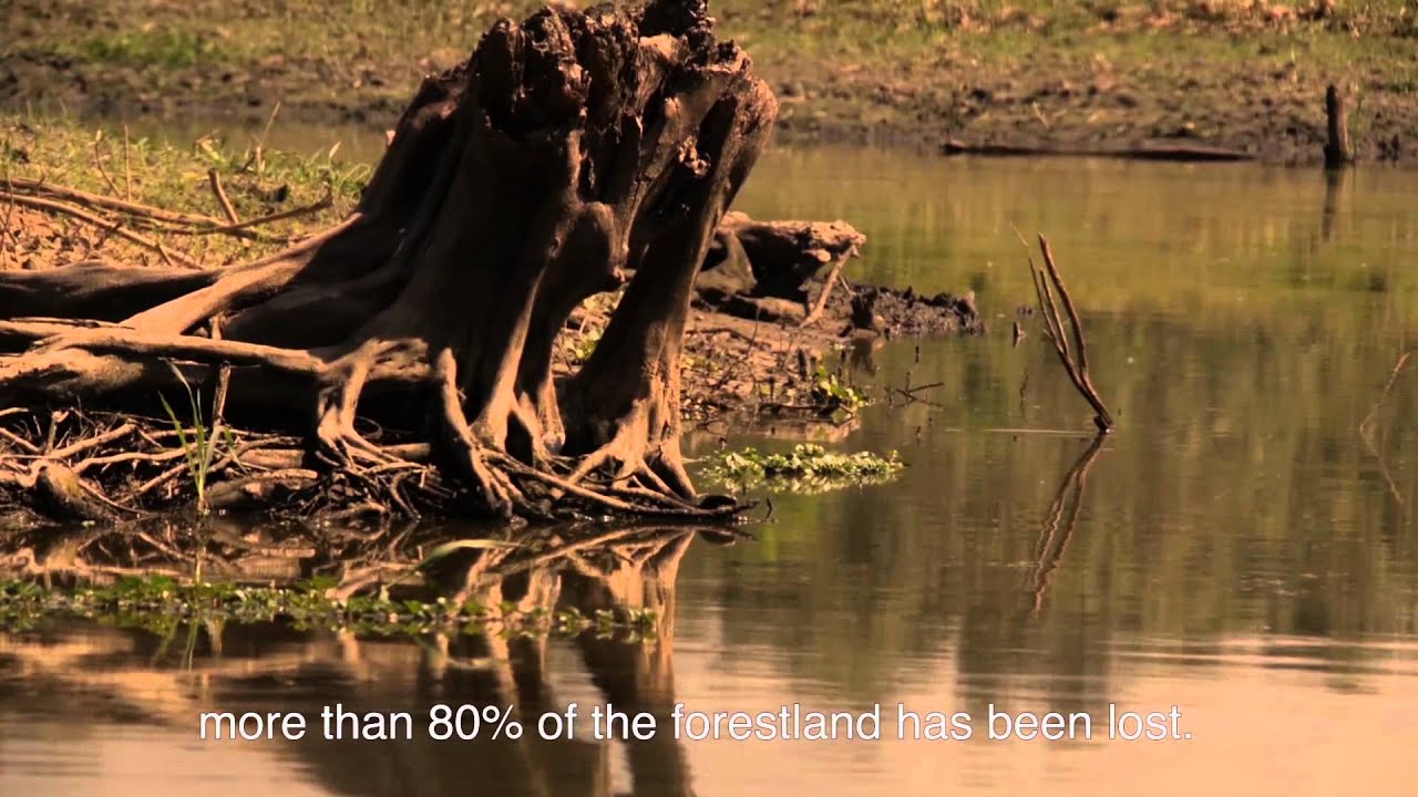 Wetlands and Floodplains of the Magdalena Basin