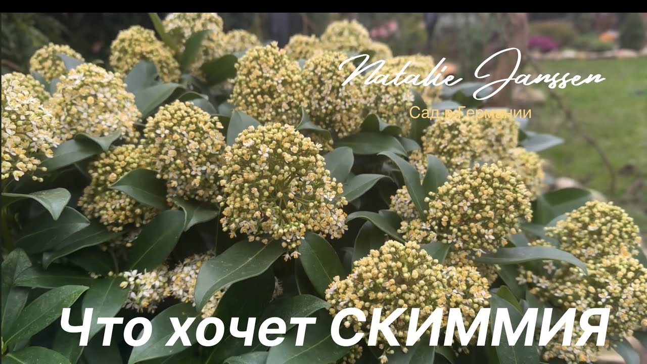 Советы по выращиванию СКИММИИ ЯПОНСКОЙ: посадка, уход, полив и использование в ландшафте 🌺 Skimmia