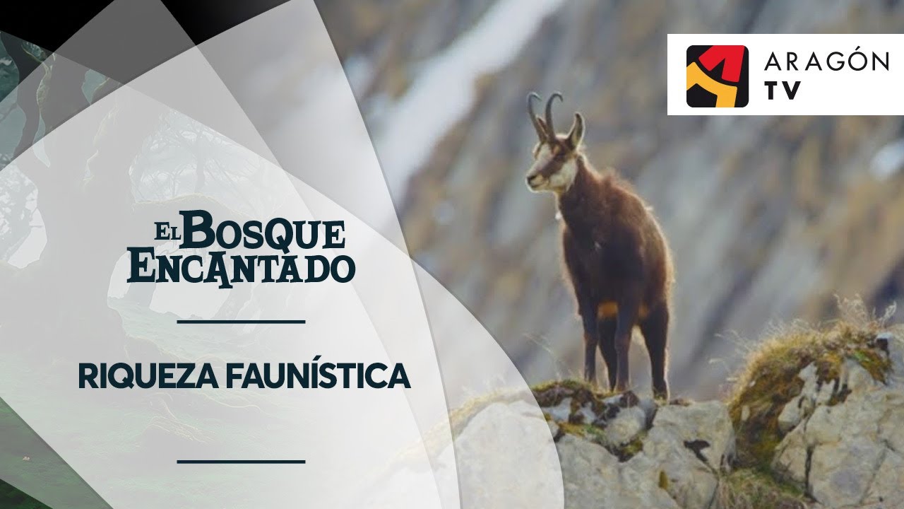 Riqueza faunística | CAÑÓN DE AÑISCLO