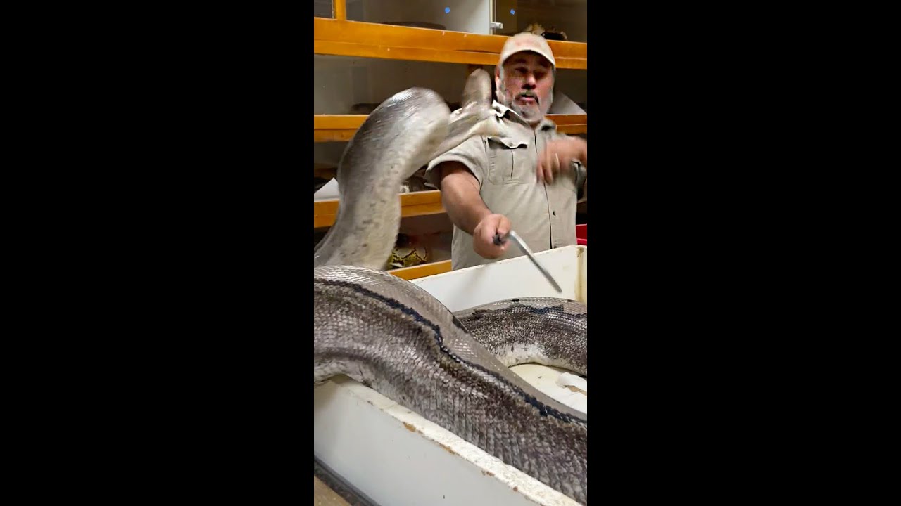 ANGRY 20 FOOT SNAKE😳