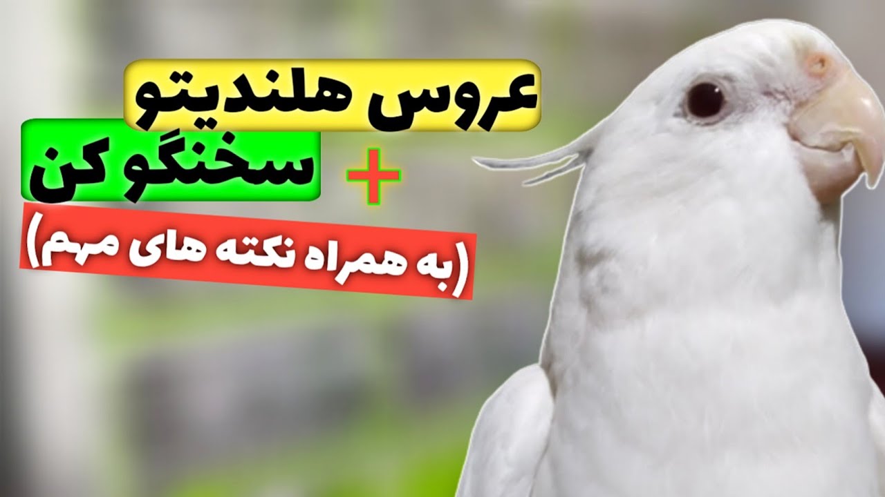 آموزش سخنگو کردن عروس هلندی + نکته های مهم در سخنگو کردن 😍
