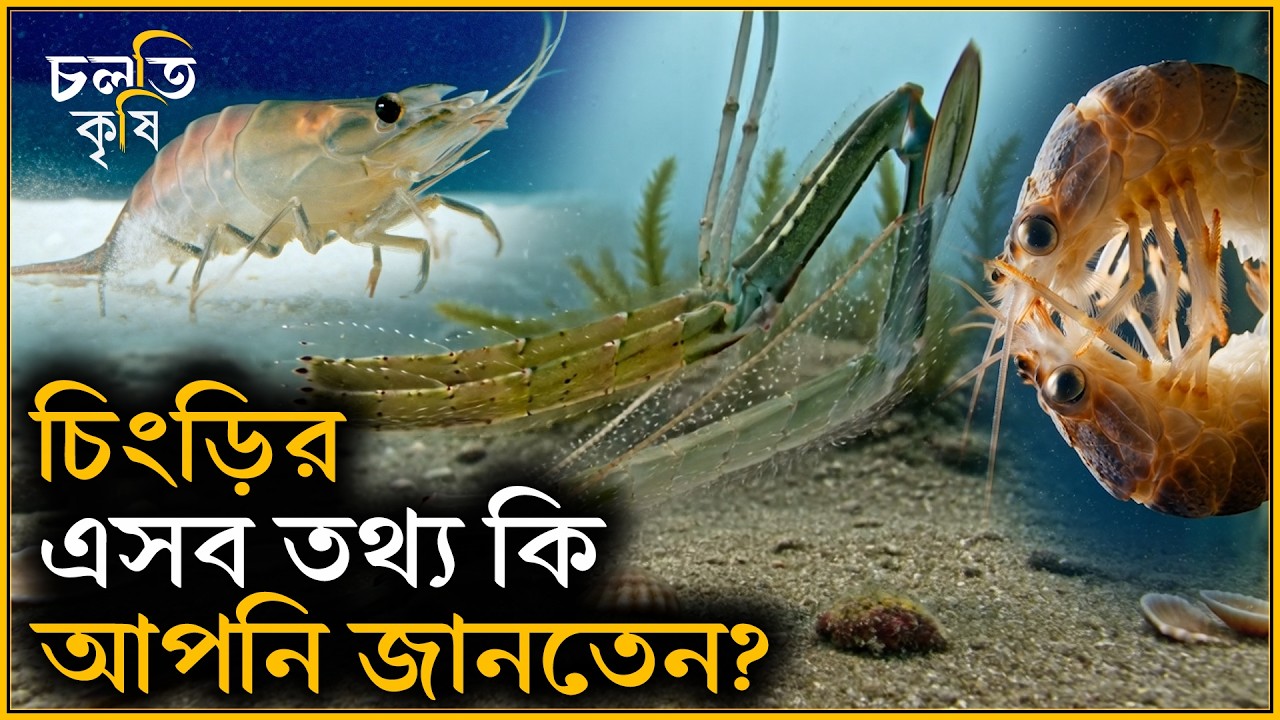 চিংড়ি সম্পর্কে এ তথ্যগুলো জানলে চমকে যাবেন | চলতি কৃষি