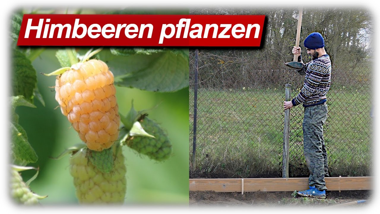 Himbeeren pflanzen, Rankhilfe bauen | Beerensträucher im Garten