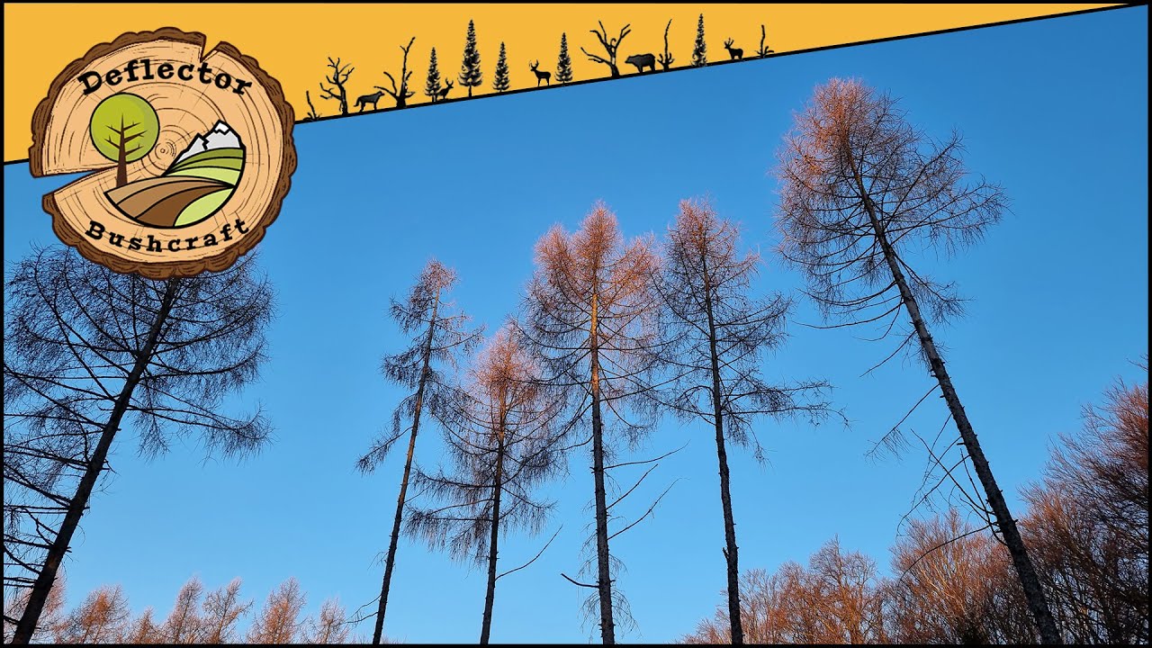 O Přírodě: Modřín opadavý ➠ Fakta, zajímavosti a použití 🌲