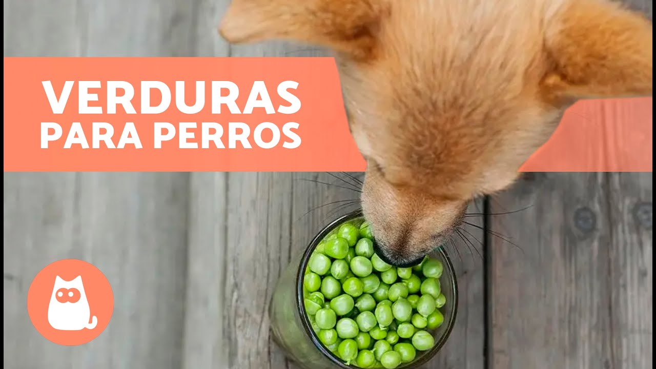 Las MEJORES VERDURAS para PERROS 🐶🥦 Dosis y Beneficios