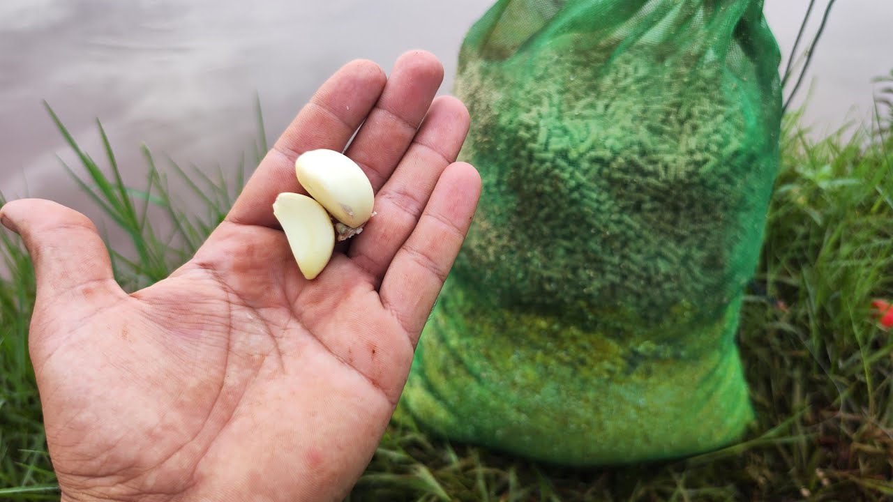 🔥Testei o ALHO nessa CEVA para TILAPIA no LAGO TABOCÓ
