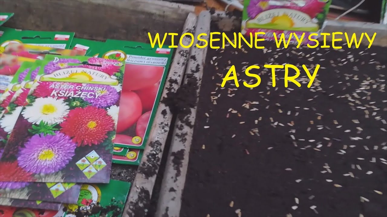 Wiosenne wysiewy ASTRY