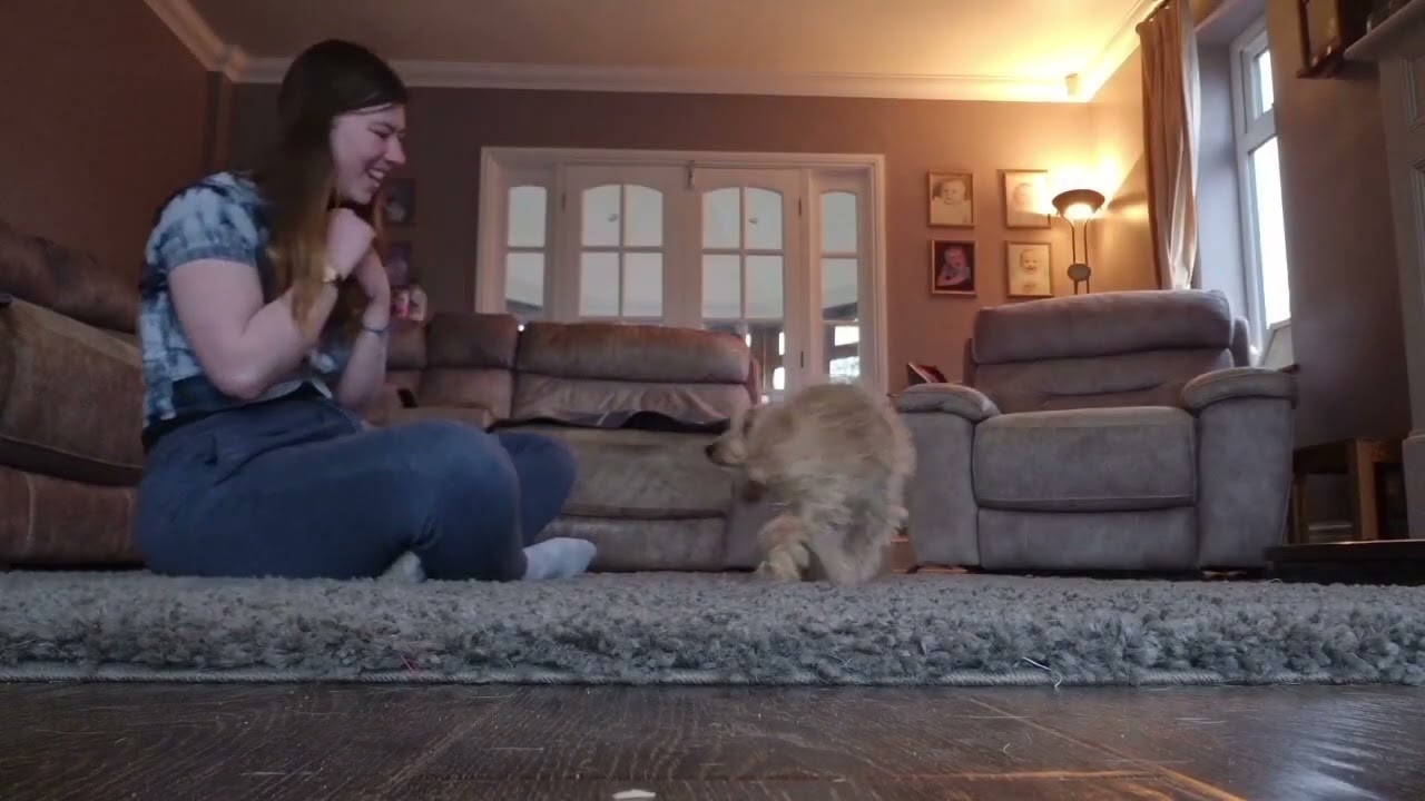 3 Fun and Easy Tricks for Your Puppy to Learn! 