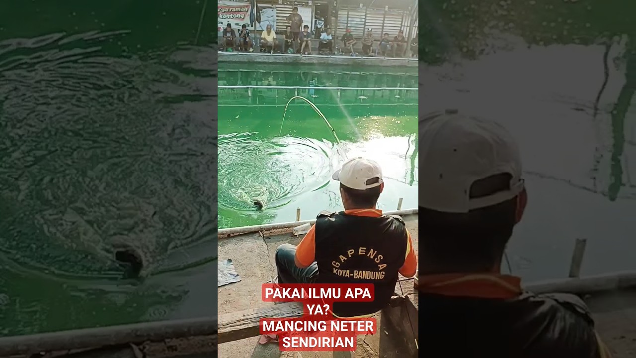 GAK ADA LAWAN... NETER SENDIRIAN #shorts #mancingseru007