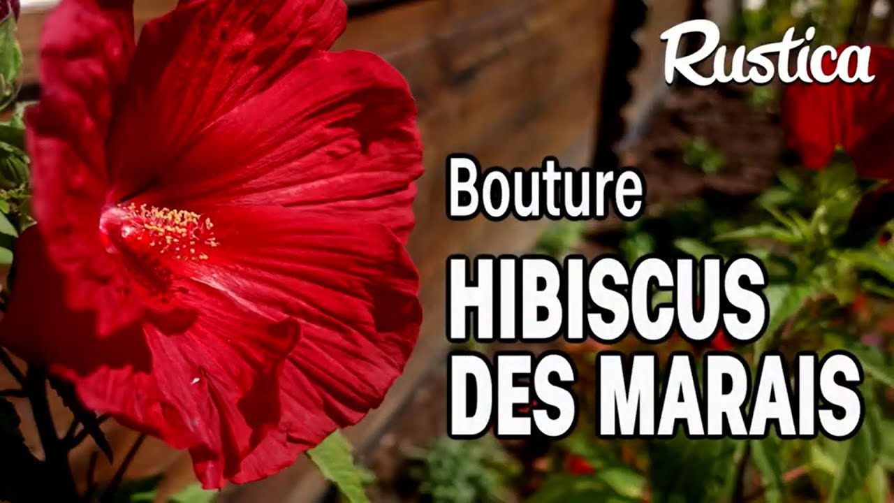 Bouturer l’hibiscus des marais