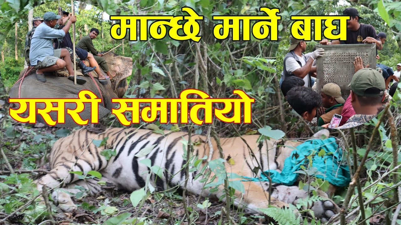 चितवनमा बाघलाई यसरी समातियो||Tiger in Chitwan||