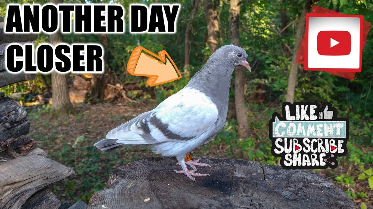 Another Day Closer (Birmingham Roller Pigeons)