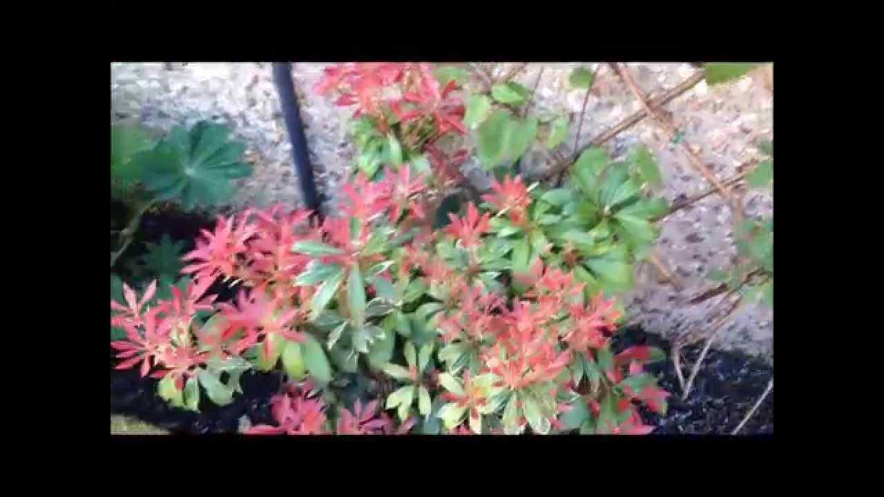pieris shrubs coming into bloom. care and help. HD