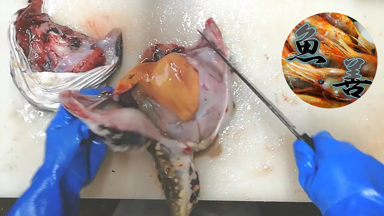 鰍(カジカ)の捌き方 - 魚善