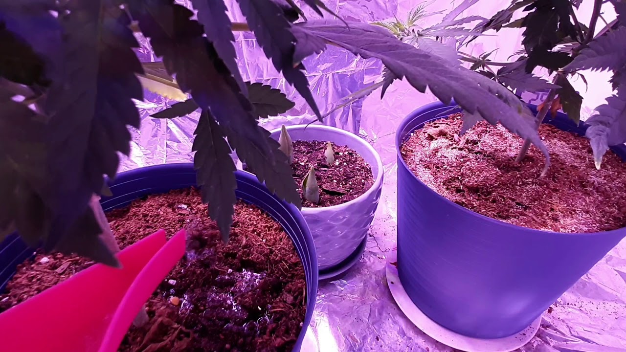 Rocky Mountain Spring Water for Cannabis Plants