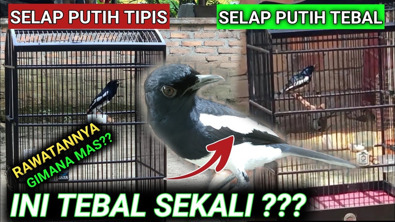 GAK ADA OBAT 🔥 SAYA BONGKAR HABIS HABISAN CARA MERAWAT KACER | BURUNG KACER