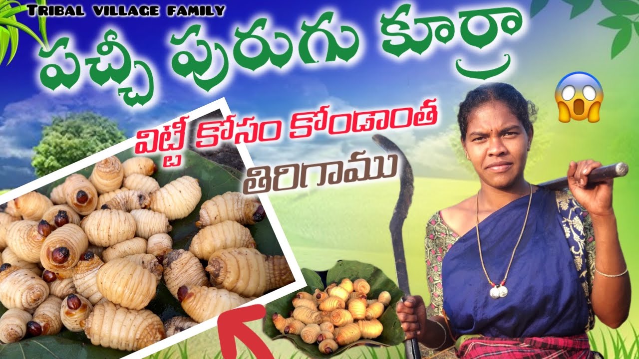 ఈ పురుగూలతో. Curry 🍛 వండుకునాము // araku tribal traditionl  sago worms 🐛 food