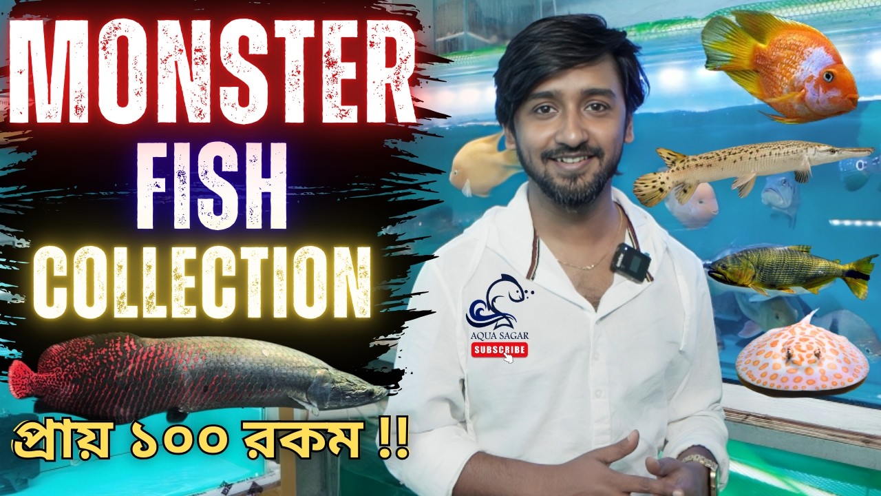 Monster Fish Aquarium Gallery Tour | Huge Exotic Fish Collection