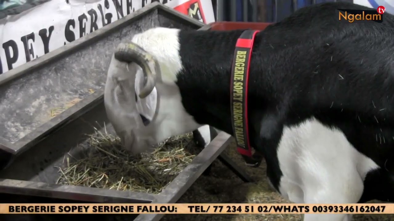 BERGERIE SOPEY SERIGNE FALLOU