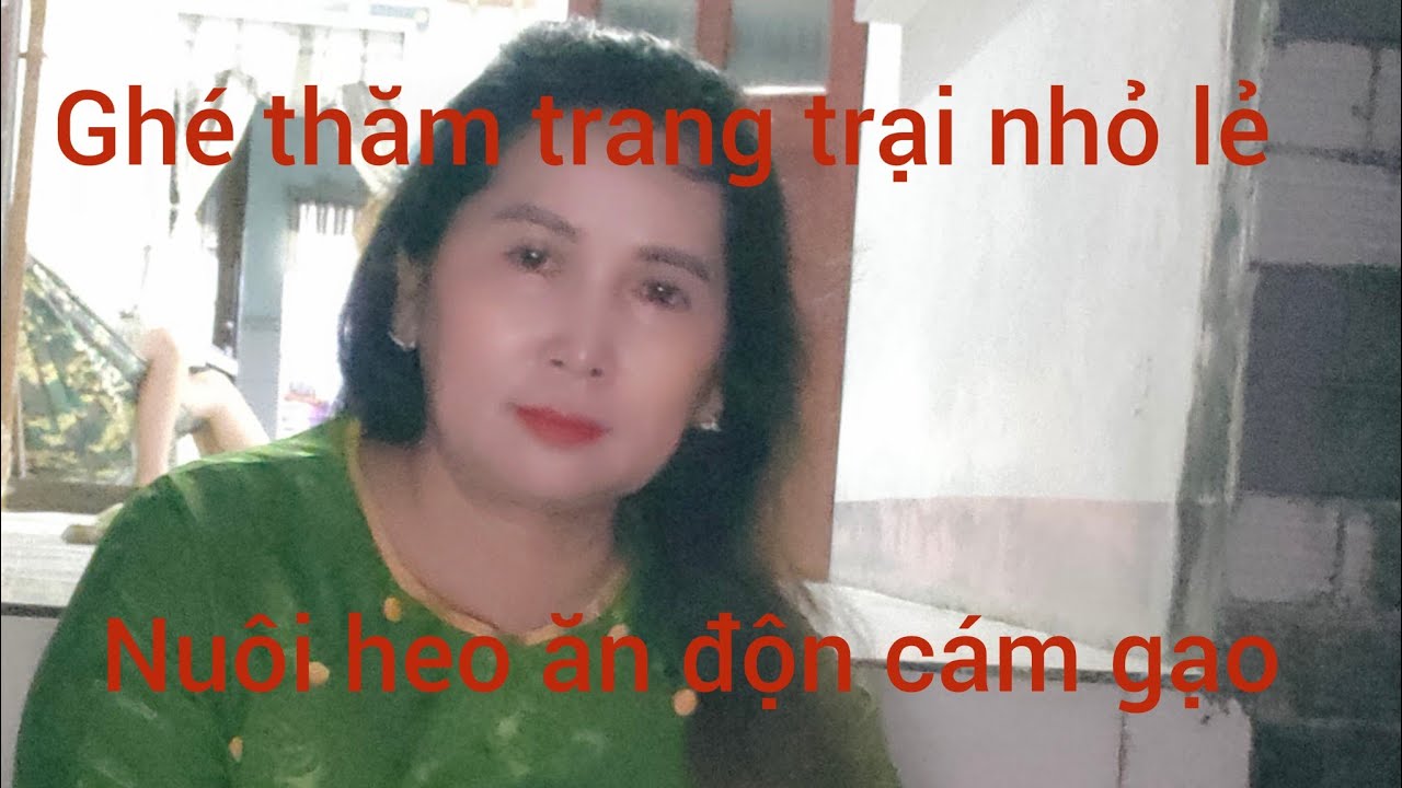 Ghé thăm trang trại nhỏ lẻ ở quê nuôi heo toàn ăn độn cám gạo 