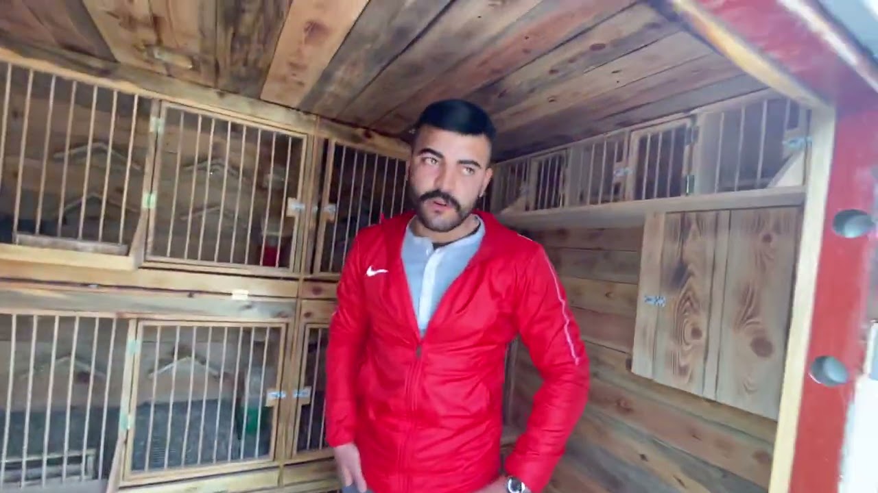 Selçuk adalı