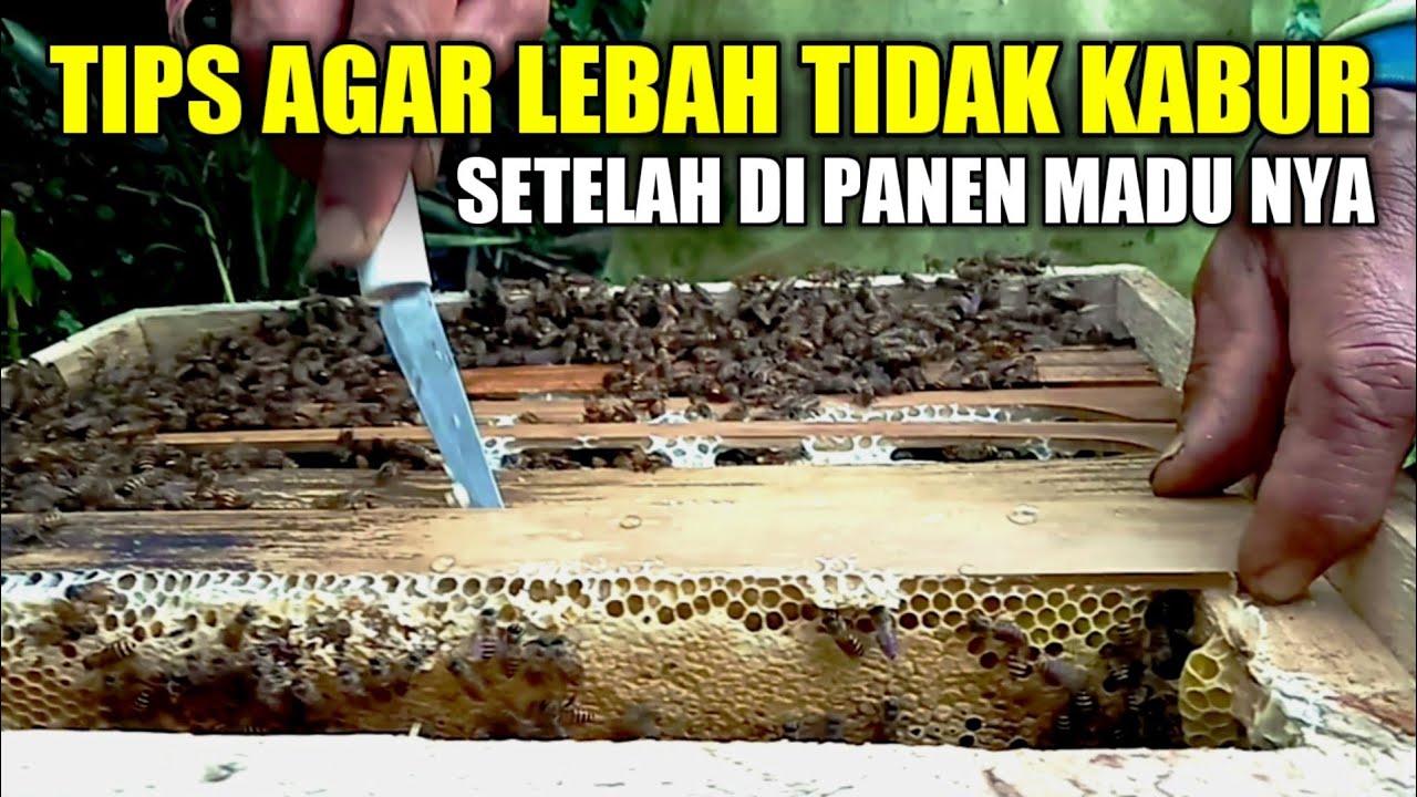Begini cara nya... agar lebah tidak kabur setelah di ambil madu nya