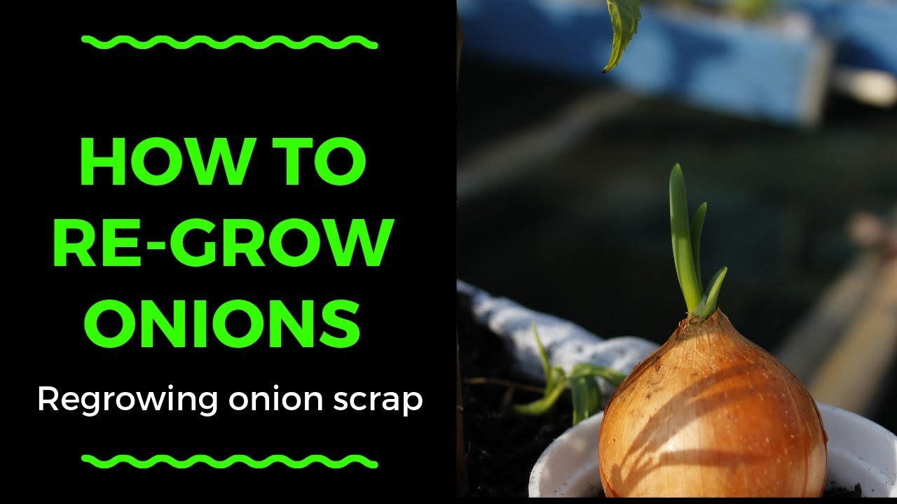 How to Regrow Onions